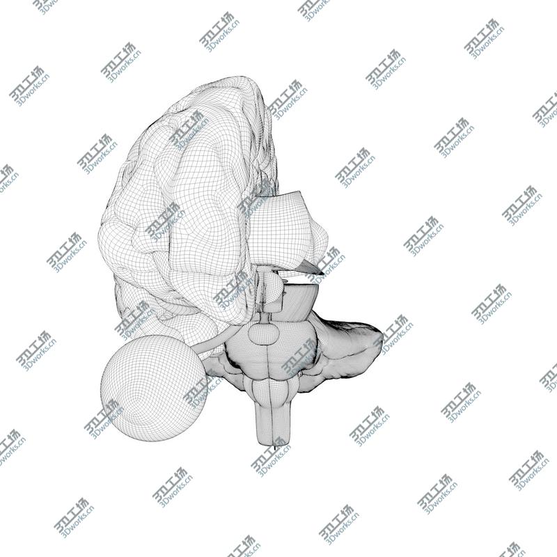 images/goods_img/202104091/Ultimate Human Brain/4.jpg